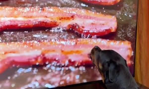 Rottweiler Tries To Lick Bacon On Screen
