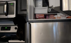 Cat Opens Freezer Door