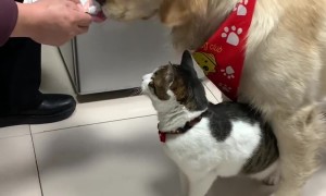 Dog Blocks Cat From Squeezed Treat