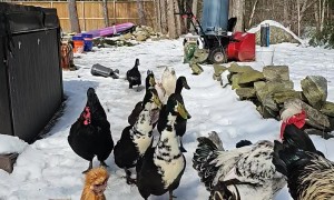 Domestic Farm Birds Welcome Owner Home