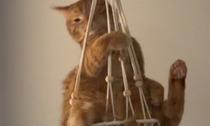 Cat Makes Like a Wrecking Ball