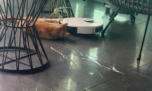 Orange Cat Helps Vacuum Clean