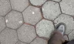 Princess Call Attracts Wild Squirrel