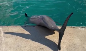 Sleeping Dolphin Doesn't Notice Woman Sneaking Up