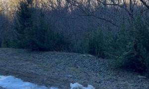Frozen Trail Takes Dog For Slide