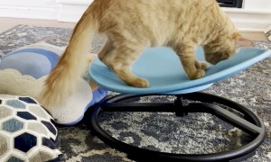 Cat Takes Swivel Chair for a Spin