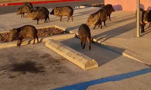 Squadron of Javelina Congregate in Parking Lot