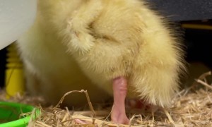 Sassy Duckling Pecks Everything