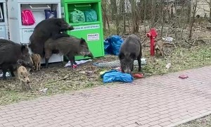 Growing Wild Boar Family Digs Through Bins