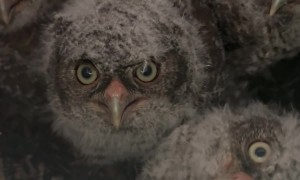 Four Eastern Screech Owlets in Owl Box Nest