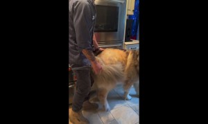 Guard Dog Loves Dad Climbing Through Window