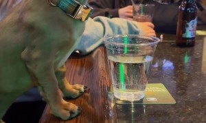 Dachshund Enjoys a Double Shot of Water
