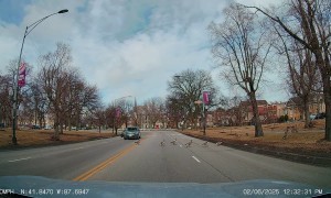 Family of Geese Cross Very Slowly the Street