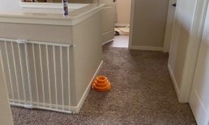 Ragdoll Cats Tangle Themselves In Toilet Paper