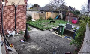 Man Runs From Chores and Trips Over Dog