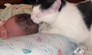 Cat Lovingly Licks Baby's Head