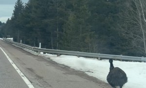Emu Spotted Running Along Michigan Highway
