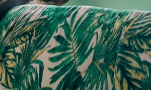 Dog Sunbathes In Silly Stretched Position