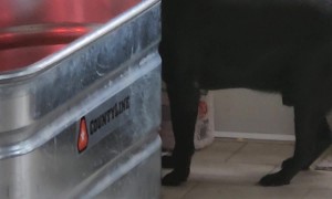 Lab Boops Bird Back Into Bucket