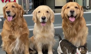 Dog Drags Cat Outside For Pictures