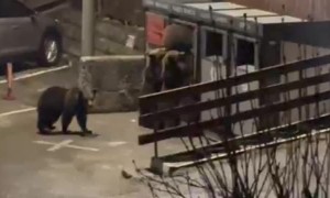 Bear Family Raids Garbage While Dogs Bark