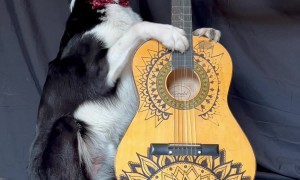 Border Collie Plays Guitar