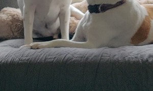 Dog Chews On Friend's Delicious Ear