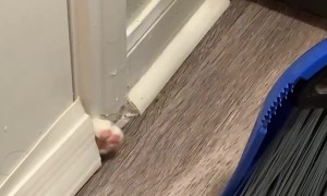 Trapped Cat Knocks On Broom For Help