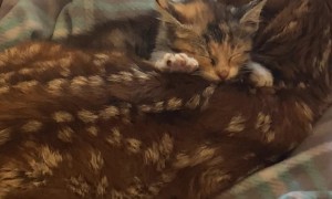 Barn Kitten Comforts Orphaned Fawn