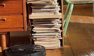 White Main Coon Can’t Be Bothered by Vacuum