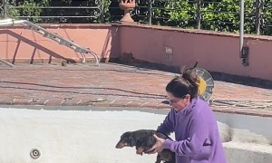 Pup Prepares To Swim In Empty Pool