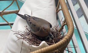 Mama Bird Makes Nest On Balcony Chair