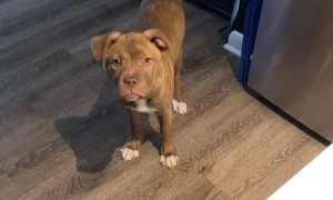 Pup Begs Your Pardon Over Hungry Comment