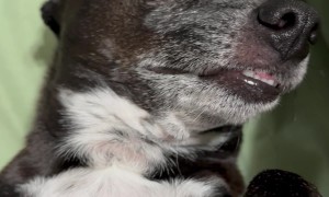 Harvey the Dog Hates Leaving Bed