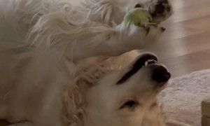Golden Retriever Does Ball Yoga