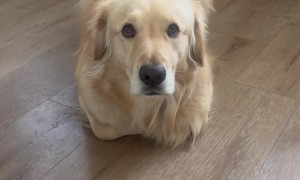 Golden Retriever In Loaf Form