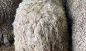 Chicken's Symbiotic Relationship With Sheep