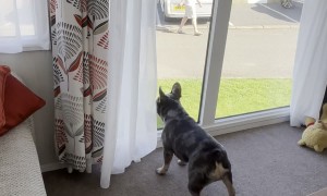 Playing With a French Bulldog Through a Window