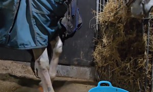 Happy Horse Moonwalks for Dinner