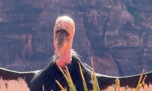 Zion California Condor Wingspan