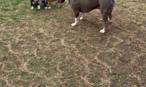 Dog Dad Teaching His Pups to Tug-O-War