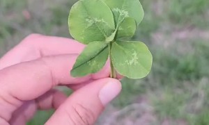 The Luckiest Clover