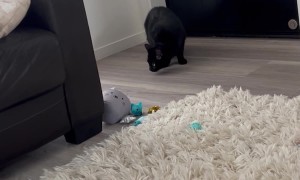 Easily Startled Cat Jumps at Rug Pulls