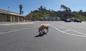 Senior Dog Still Loves Skateboarding