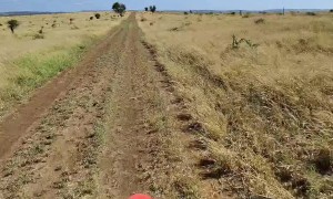 Emu Cuts Off Bike Rider