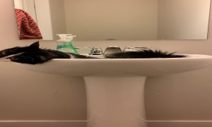 Cat Rolling in Sink