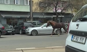 Horse Runs Loose In Bucharest