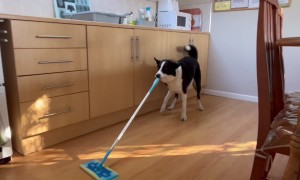 Simba The Dog Cleaning The Floor