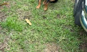 Dog Scolded For Digging Hole In Ground