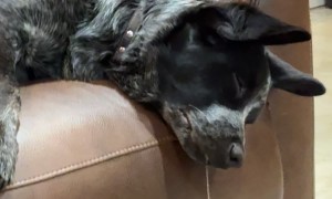 Dog's Drool Drip Reaches Toward Floor